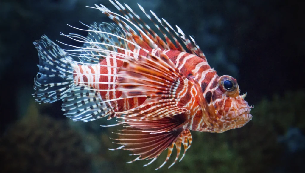 What Is a Lionfish and Where Does It Come From What Is a Lionfish and Where Does It Come From